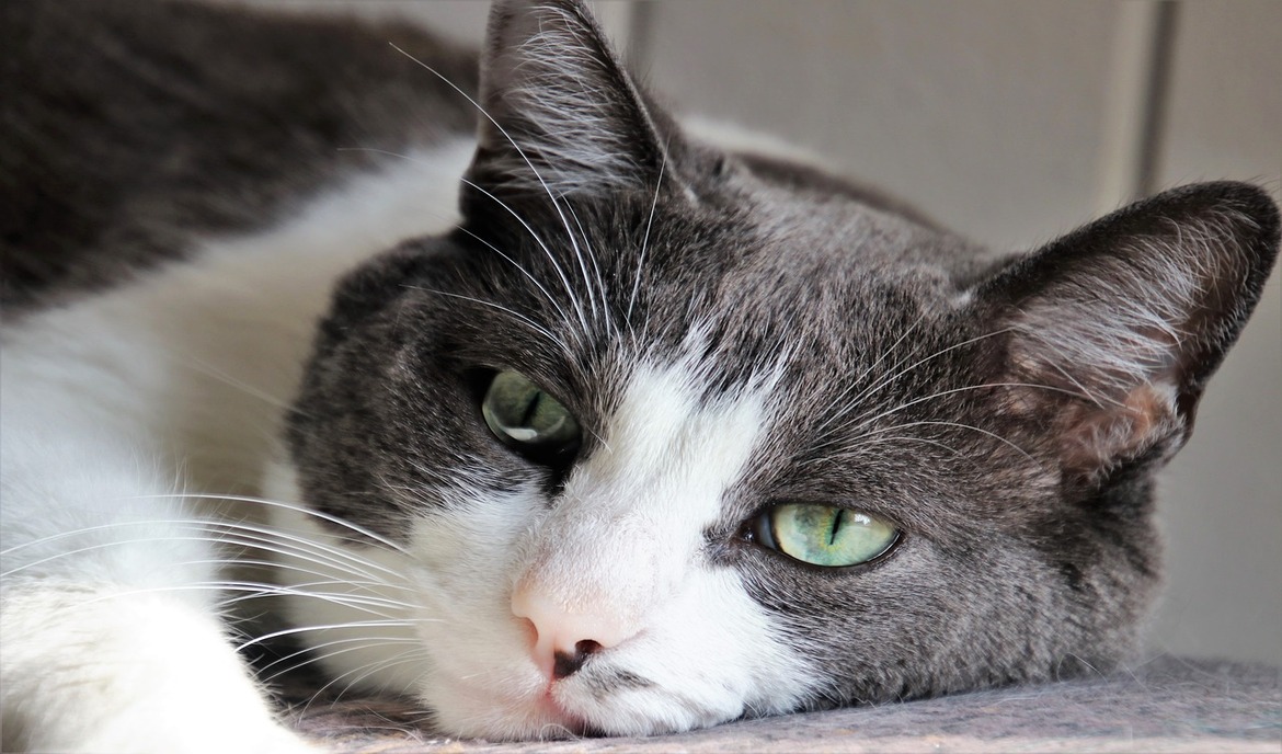 Veseelégtelenség macskáknál: okai és kezelése